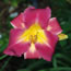 Hemerocallis Rozavel 